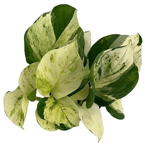 Epipremnum Aureum- Potho Neón - Natural Planta de Interior con Hojas Colgantes