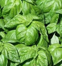 '~ 100 graines Top qualité basilic « » laitue Leaf - saveur étonnante - Feuilles énormes