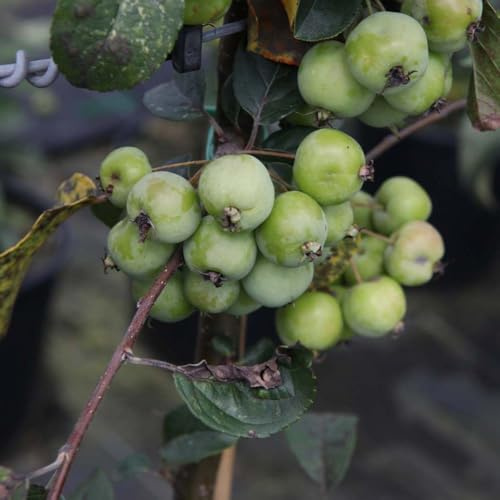 Malus Red Sentinel Crab Apple Tree, Stunning Scarlet Fruits, White Blossom, Ideal for Jams & Jelly, Supplied in a 24cm Pot, Thompson & Morgan