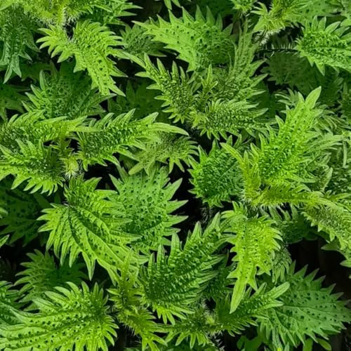 semi di ortica per la semina - autunnali decorazione soggiorno da appartamento aromatiche esotici vecchie varietà coltivazione 500pcs