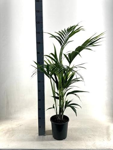 Kentia Palme – Howea forsteriana – Ø21cm – ca. 110cm hoch – Pflegeleichte & luftreinigende Zimmerpflanze – Elegante Palme für Wohnzimmer, Büro & Eingangsbereich