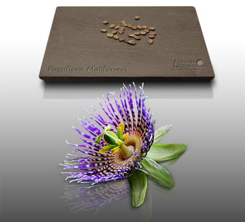 25 graines à semer - Le Grenier d'Abondance - POMME CALEBASSE - Passiflora Maliformis