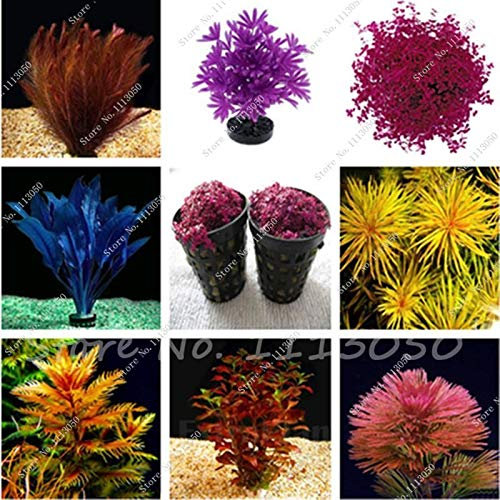 Rare Exotic Aquarium Plants Fish Tank Background Decoration Grass Pack of 200 : Seeds Only