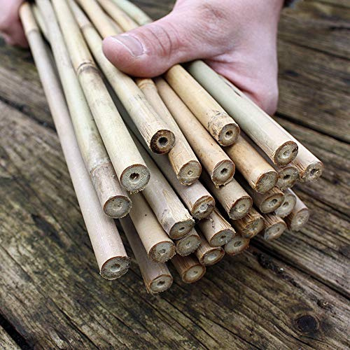50 Bambusstäbe - Bambusstangen 152 cm lang/ 10-12 mm dick