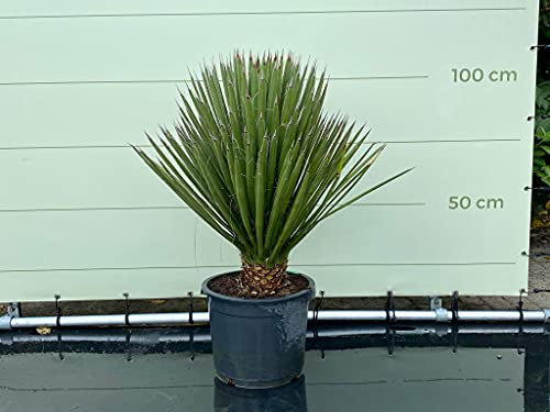 Tropictrees - YUCCA FILIFERA STAMMHÖHE 10-15 cm A+
