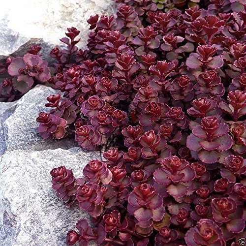 Sedum semi Voodoo, Pianta perenne, 50 semi - Bodendecker/Steingarten, Pignola