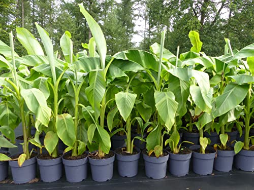 gruenwaren jakubik Bananenstaude Musa Basjoo 120-150 cm winterhart Staude japanische Faserbanane