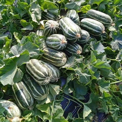 semi di melone, cucumis melo, decorazione del soggiorno melone, vecchie varietà coltivazione, fresca resistenti 125pcs