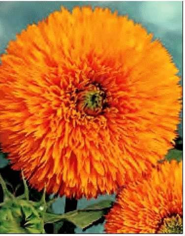 GIRASOLE SOLE D'ORO NR.100 SEMI