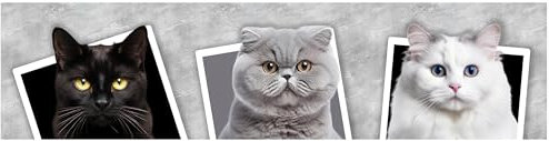 wandmotiv24 Fototapete panorama Katzen Collage, selbstklebende Strukturtapete 260g - Klein (200x50cm) Katzen, Collage, grau, weiß, schwarz, orange M0034