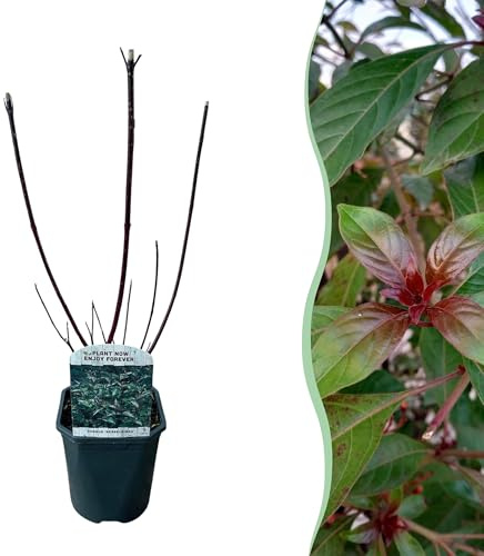 Arbusti - Cornus alba Kesselringii - Rami viola - 1 Pianta - Decidui - Bassa manutenzione - 40-50cm - Ø18cm - Pianta da giardino