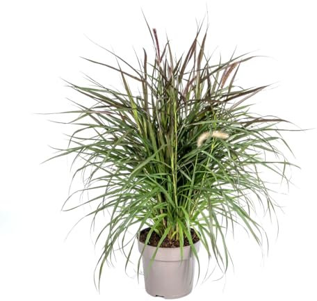 Pennisetum x Advena Chelsea – Ø 27 cm – Altezza 70 – 80 cm – Elegante erba ornamentale – Fiori crema rosa – Resistente – Posizione soleggiata a semi-ombreggiata – Per giardino e terrazza