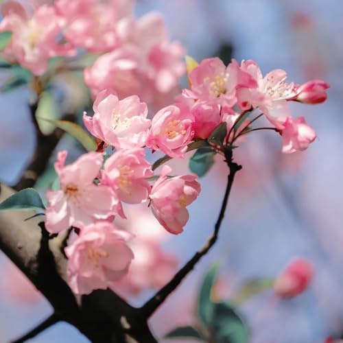 begonien malus spectabilis blumenwiese, wohnzimmer deko kräuterpflanzen, balkon blumenbeet exotische 125samen