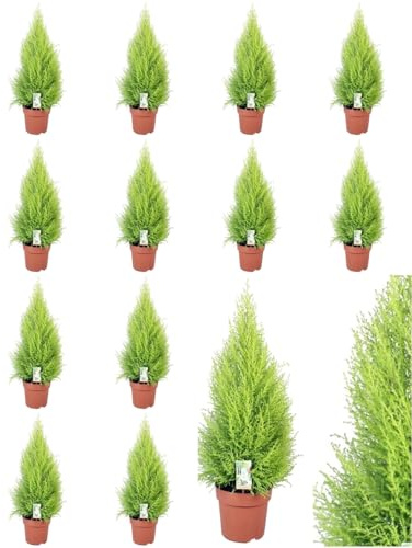 ¡¡¡ 12 Plantas !!! 50-60 cm. Cupressus Gold Crest, Cipres Pino Aroma Limón. Segura Garden. Embellece el jardín con su follaje verde, actúa como cortavientos natural