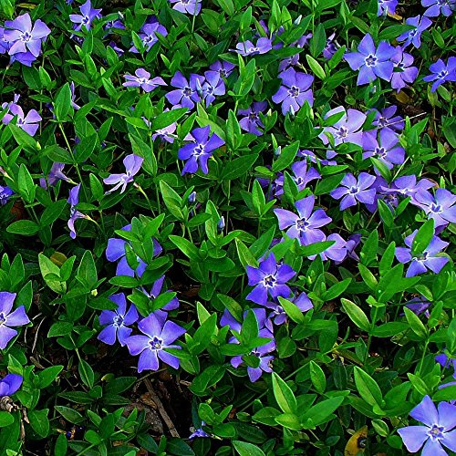 1 X PETITE PERVENCHE BLEUE VINCA MINOR ARBUSTE A FEUILLES PERSISTANTES PLANTE VIVACE EN POT