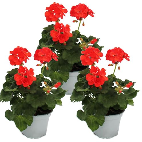 Géraniums debout - Pelargonium zonale - Pot de 12 cm - Lot de 3 plantes - Rouge clair