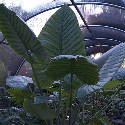 Elefantenohr Kältebeständige Staudenzwiebeln Luftreinigende Gartendekoration Herzförmige Blätter werden zur Innendekoration verwendet und sind ausgezeichnete Zierpflanzen-3zwiebeln