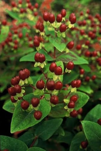 Hypericum inodorum 'Beauty' – 24 Pflanzen – 10-25cm – Ø9cm – Johanniskraut-Strauch – Goldgelbe Sommerblüten – Winterhart & pflegeleicht – Für Sonne & Halbschatten