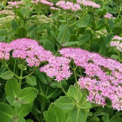 fetthenne kaufen blumensamen balkon küchenkräuter heilkräuter nachhaltige geschenke gartendeko für draußen bodendecker winterhart mehrjährig pflanzensamen wildblumen kräuterpflanzen 100samen