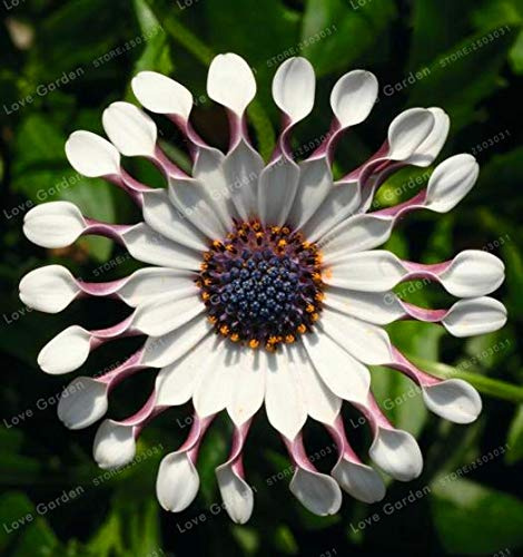 Graines de fleurs de marguerite Osteospermum pour un beau jardin Connaissances violettes paquet de 100 graines