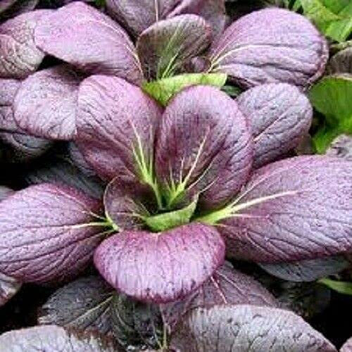 Buy4seeds 100 Seeds Vegetable Pak Choi Red F1 Rubi Min Oriental Useful for Garden and Outdoor