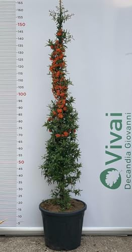 Planta Firethorn Pirámide Altura 140/160 CM (Foto Real) Con Bayas