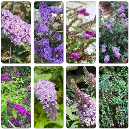 buddleia mariposas - Buddleja davidii - bonsái semillas decoración jardín interior silvestres balcón decoración 400pcs