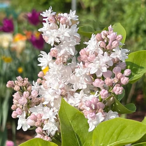 lilas de silvestres exóticas lila, lila enana semillas balcón Decoración sala estar con cama elevada balcón originales 130semillas
