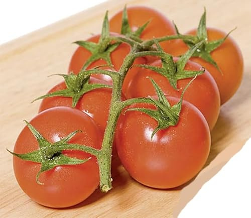 Kirsch-Tomaten Philovita F1 Samen