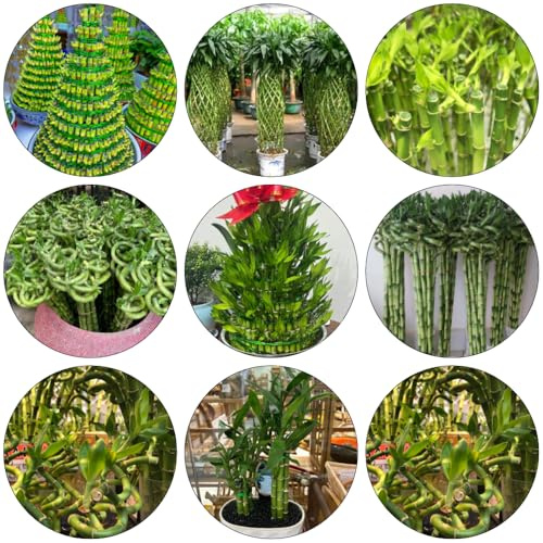 glücksbambus bambus - gartenpflanzen baumsamen exotische zimmerpflanzen gartensamen kräutersamen pflanzensamen stauden balkonpflanzen winterhart mehrjährig gewächshaus balkon 300samen