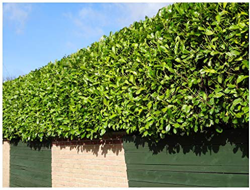 100 Cherry Laurel Fast Growing Evergreen Hedging Plants 20-30cm Tall Potted 3fatpigs®