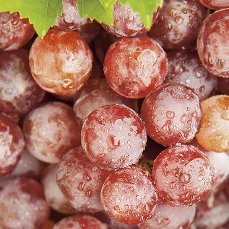 Plant Theory 60cm Red Grape Crimson Seedless Fruit Bush Vitis Vinifera 3L Pot