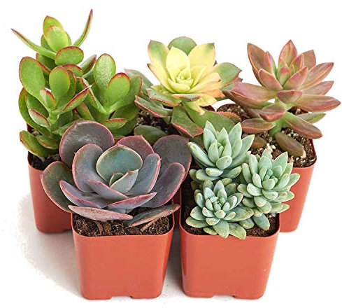 TodoCactus Set de 5 Suculentas Variadas Plantas Decorativas en Maceta 5cm