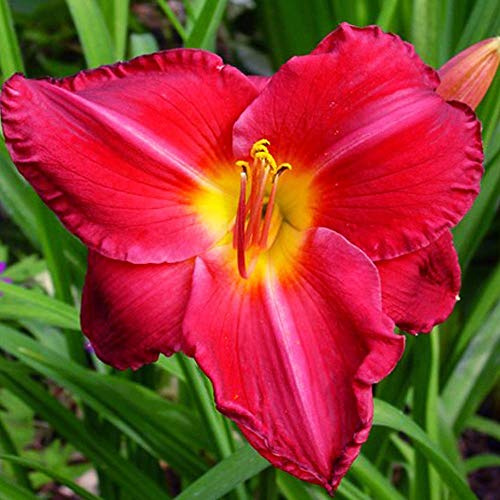 COOTO Jardin Bulbe de Hémérocalle – Rhizom Hémérocalle Charles Johnston - Plante Exterieur Naturelle Bulbe de Hemerocalle - Plantes Vivaces Hémérocalles - Bulbes Fleurs D'hémérocalle