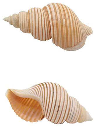 HIFRQVVC Coquillage Naturel,Coquillages de Plage, Coquilles de Crabe ermite en Coquillage 2 pièces, Coquillage Turbo Naturel conque de mer Maison de Crabe ermite