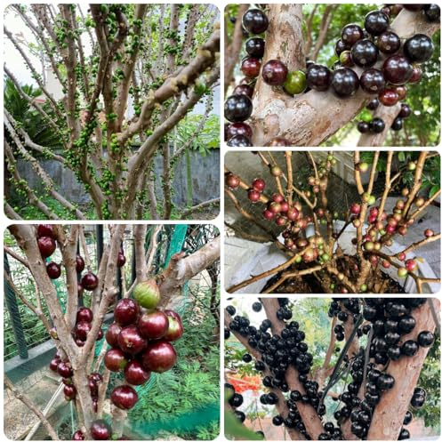 comprar semillas de jabuticaba, variedades antiguas de jabuticaba, balcón resistentes, Las de jardín 200pcs