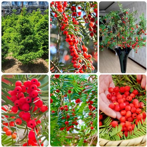 semi di tasso taxus baccata resistenti di tasso, balcone, decorazione soggiorno da appartamento 10pcs