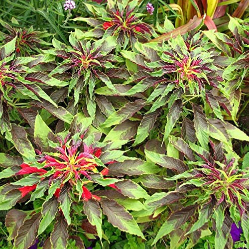 Amaranthus Tricolor Épinards chinois 50 graines de fleurs annuelles