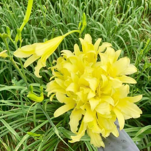 taglilien winterhart mehrjährig garden bonsai gartenpflanzen balkon deko wohnzimmer - Hemerocallis middendorffii Seltene Serie 80samen
