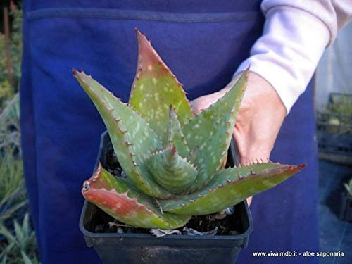 Portal Cool Aloe Saponaria sin. Aloe Maculata V18 1 Pianta grassa 1 Pianta grassa