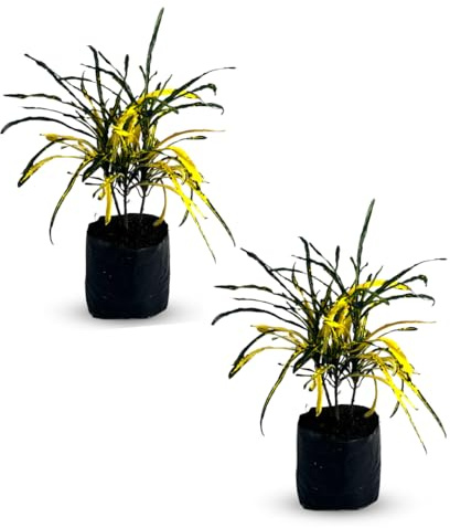 LEAL PLANTS ECUADOR Croton Zanzibar Yellow (Pack of 2)| Vibrant Tropical Indoor Plant | Tropical Plant Decor Home & Garden | Colorful Zanzibar Paintbrush Croton | Low-Maintenance Indoor/Outdoor Plant