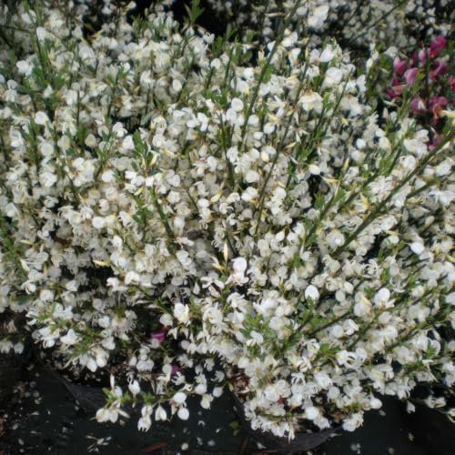 Cytisus 'Albus' 4L Plant. Elegant, compact broom, masses of white flowers. Available from Bedwen Plants.