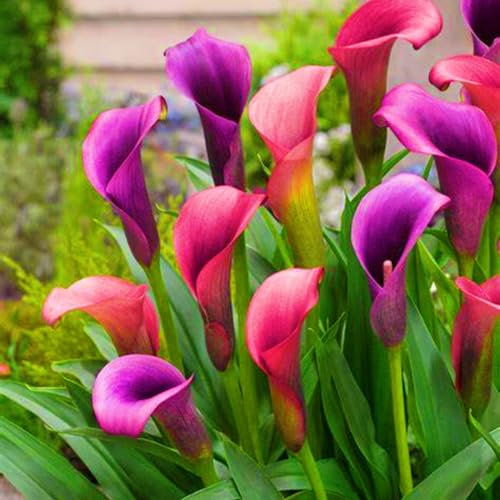Calla Lily Bulbs-Calla Lily Bulbs for Planting Now UK,Garden Flowers,Plant Bulbs,Wedding Flowers,Hardy Perennial-4bulbs-e