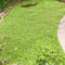 Semi di Verbena tappeto - Phyla nodiflora - Semi di prato fiorito, piante resistenti per il giardino Piante da ombra, prato fiorito colorato e resistente di semi di fiori, 100pcs