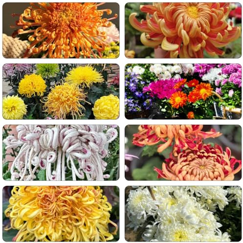 chrysanthemen büropflanzen blumenwiese herbstaussaat mehrjährig balkonpflanzen winterhart mehrjährig kräutersamen exotische zimmerpflanzen herbstpflanzen winterhart blühend 1200samen