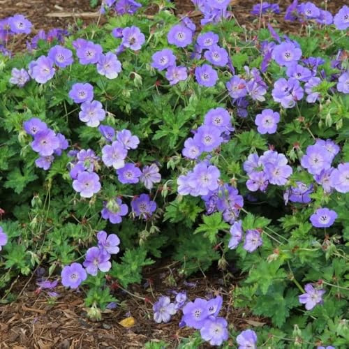 storchschnabel bodendecker für sonnige plätze, frühlingsblume storchschnabel, blumenwiese wiesensaatgut 100samen