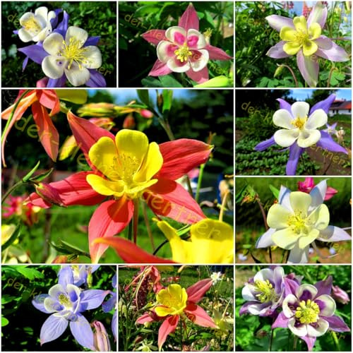 Akelei farbenfrohe Mischung absolut winterharte Staude Blumensamen 100 Samen von der-kleine-gaertner