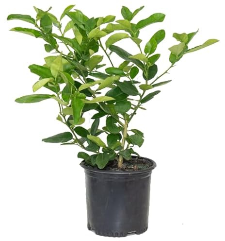Árbol de Lima Natural Cultiva Exuberantes Citrus en tu Patio