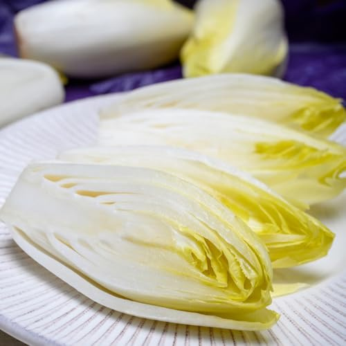 Semillas de achicoria, semillas de jardín Cichorium intybus, organicas balcón de invierno 400pcs