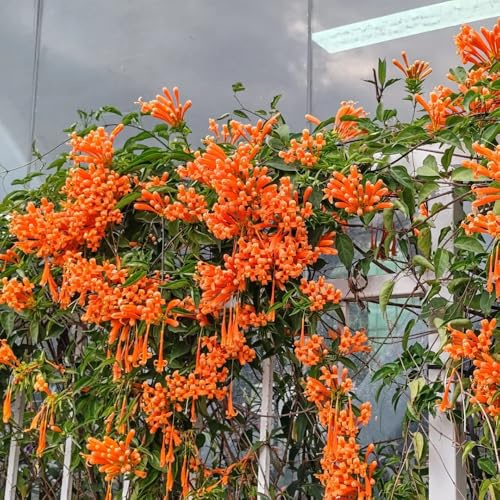 pyrostegia venusta, zimmerbonsai zaun deko vines luftreinigende zimmerpflanzen, winterharte garten hängepflanzen, wildblumen balkonblumen 400samen
